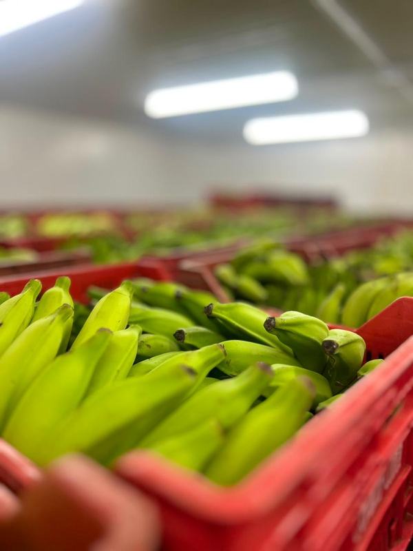 Bananas selecionadas em caixas