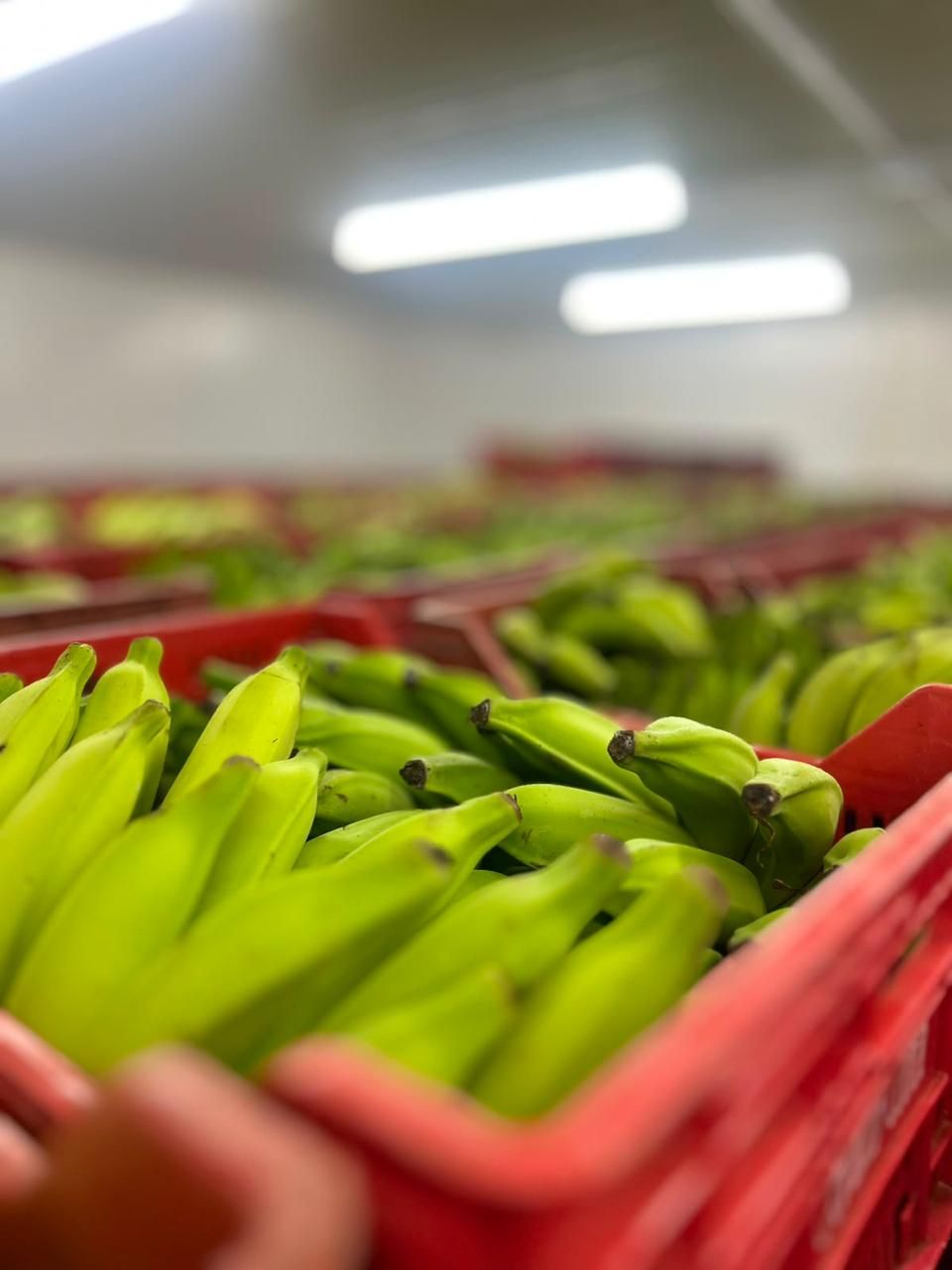 Bananas frescas selecionadas Bendito Serei
